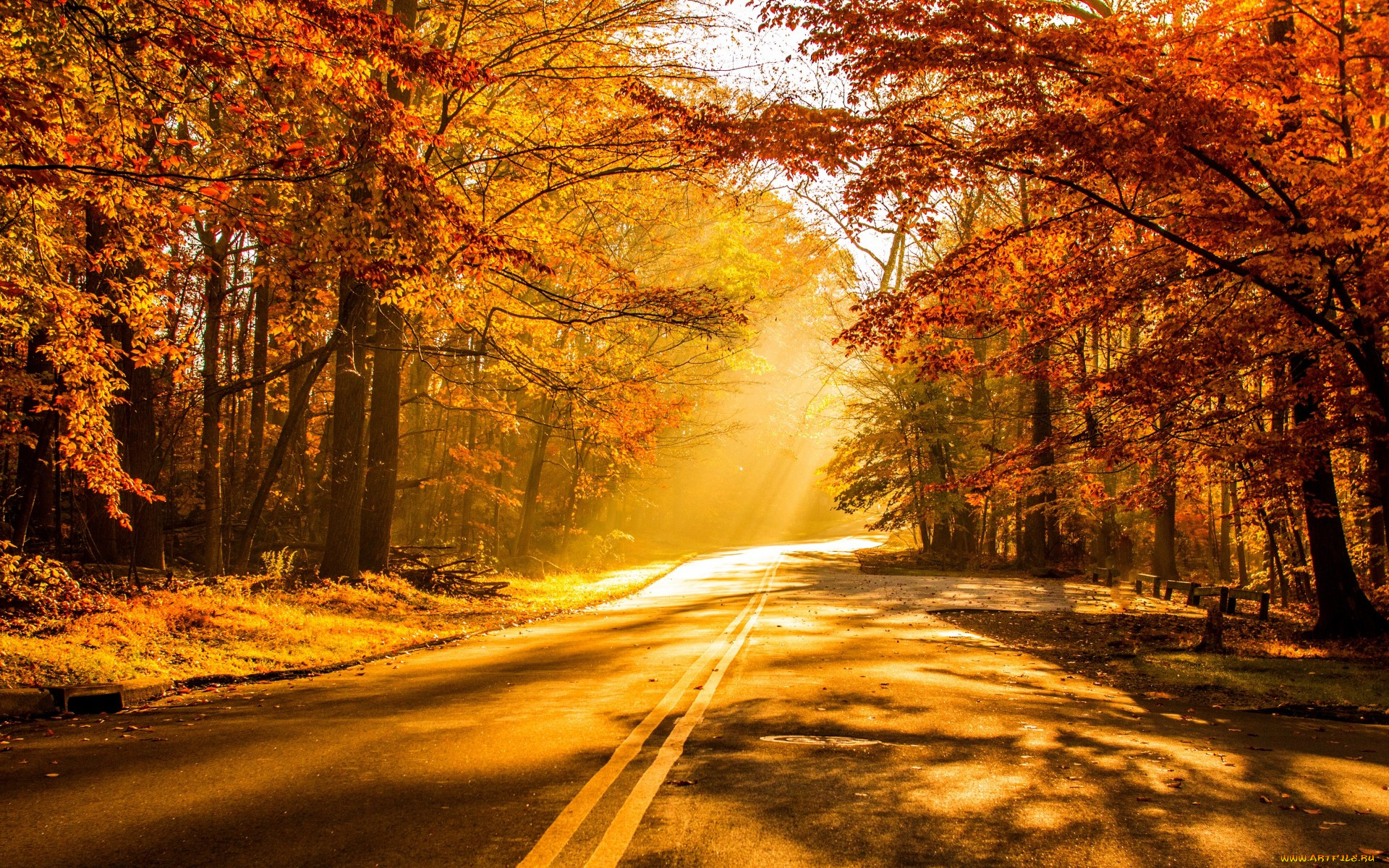 , , , , , colorful, leaves, trees, park, forest, nature, , sunset, , , , walk, colors, fall, autumn, path, road